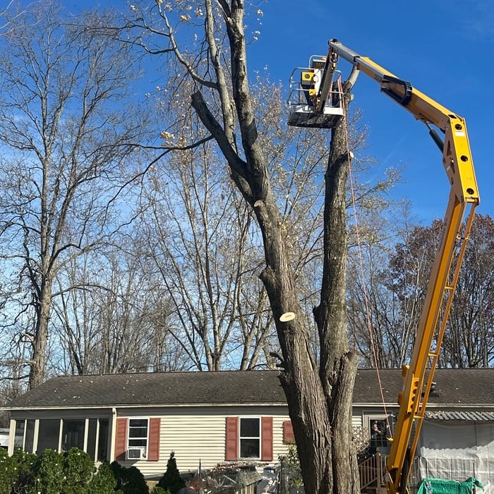 Full tree removal