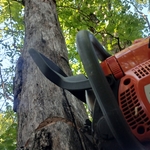 Multiple dead tree removal