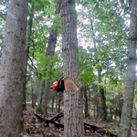 Accurate felling to target location