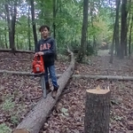 Tree felling to provide clear field of view
