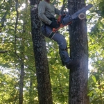 Limb trim