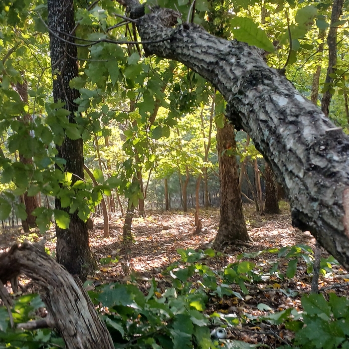 Live tree, broken and caught on near by tree, safely cut to the ground