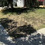 Yard cleanup