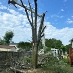 Tree Service Project