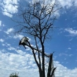 Tree Service Project