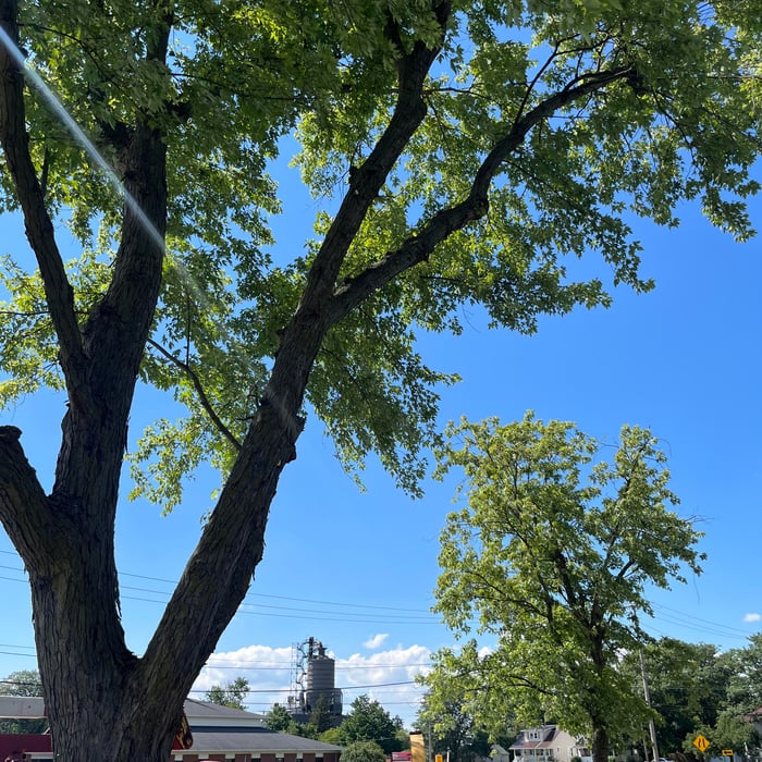 Tree Service Project