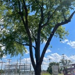 Tree Service Project