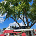 Tree Service Project
