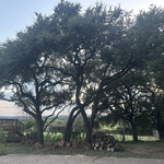 Tree Trimming