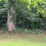 Land clearing in Tuscumbia