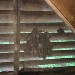 Animal Removal Project