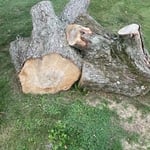 Yard clean up