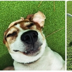 See the smile? lol Your furry friends will thank you, we promise! Our dog family love artificial grass and so do the parents. No more mud, dirt or mess! Transform the yard into fun for everyone.