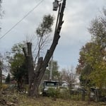 This is the last cut on a 50 ft tree , took down to about 30ft of tree left