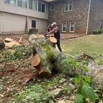 Cutting trees and landscaping