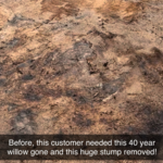 Before stump removal