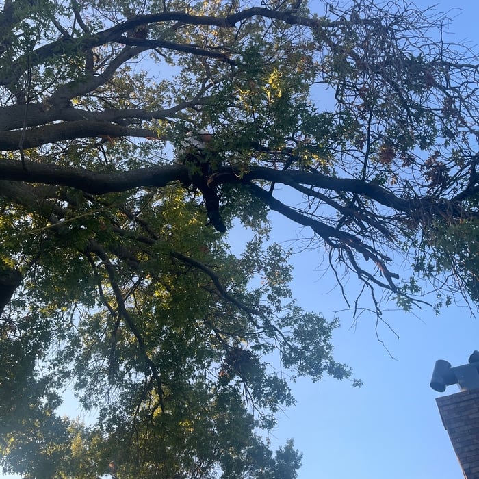 Tree Removal