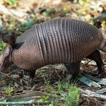Armadillo Removal