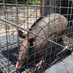Armadillo Removal