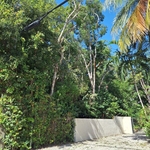 Tree Service