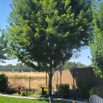 Tree Service Project
