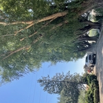 Tree trimming in Meridian Idaho