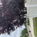 Trimming trees