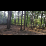 Clearing