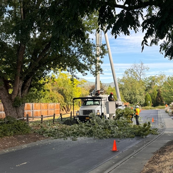 Tree Trimming