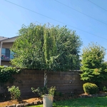 (After) Shaped birtch tree