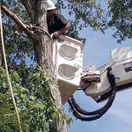 Tree Service Project