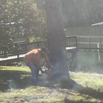 Cutting down a pine tree