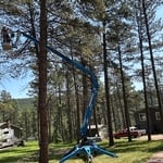 Pine tree branch removal