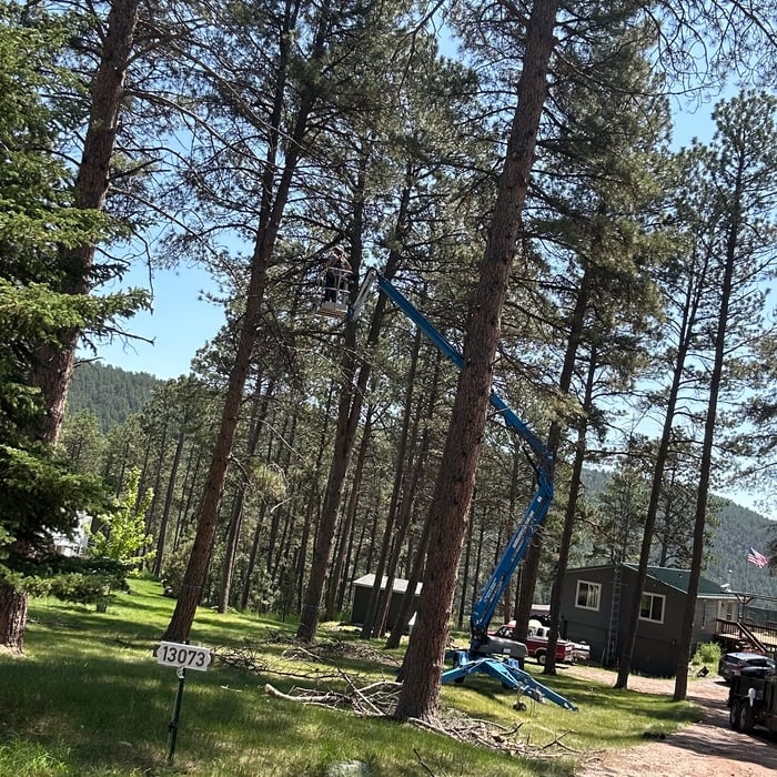 Pine tree branch removal