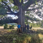 Tree work