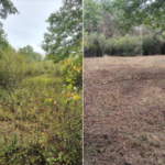 Great example of a before and after. Environmentally friendly mulching to clear land and improve soil health.