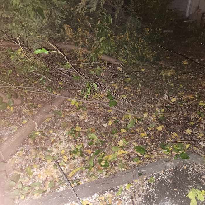 Fence line clearup