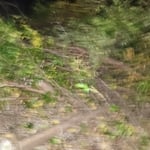 Fence line clearup