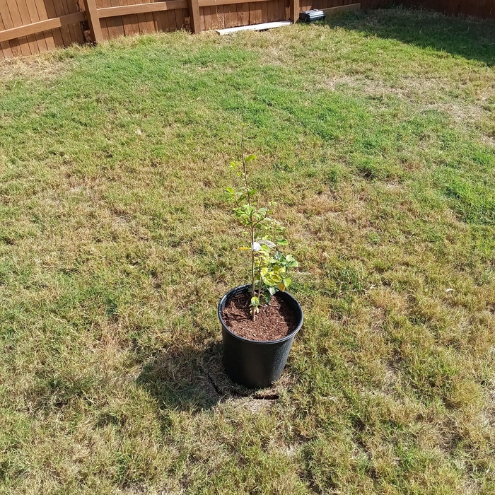 Landscaping Project