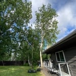 Tree removal and yard regrade