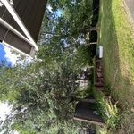 Tree removal and yard regrade