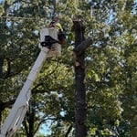 Tree Service Project