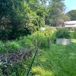 Thistle and weed removal