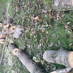 Tree Service Project