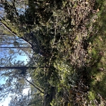 Tree Service Project
