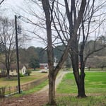 A tree to be removed to make parking a camper easier.
