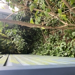 Villas yard clean up