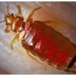 Bed Bugs