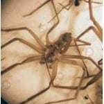 Brown Recluse Spiders