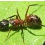 Carpenter Ants